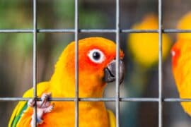 2024/04/Cutting-edge-DNA-tech-traces-and-tackles-illegal-parrot-trade.jpeg