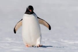 2024/04/Emperor-penguins-struggle-to-survive-due-to-melting-sea-ice.jpeg