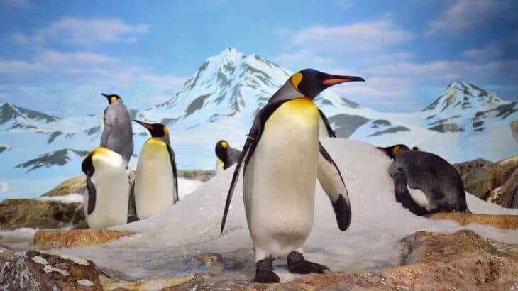2024/04/Emperor-penguins-sea-ice.jpg