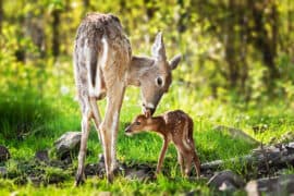 White-tailed,Deer,(odocoileus,Virginianus),Sniffs,Behind,Fawn's,Ears,-,Captive