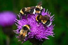 2024/05/Bumblebees-show-surprising-teamwork-skills.jpeg