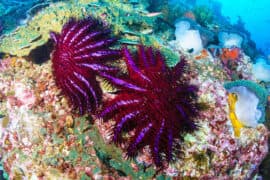2024/05/crown-of-thorns-starfish_cots_Acanthaster-planci_culling_save-reefs_1.jpg