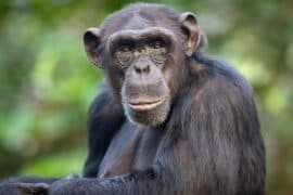 2024/05/chimpanzees-keep-learning-as-adults.jpg