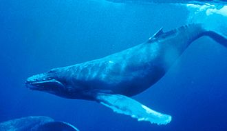 A humpback whale rolls on its side