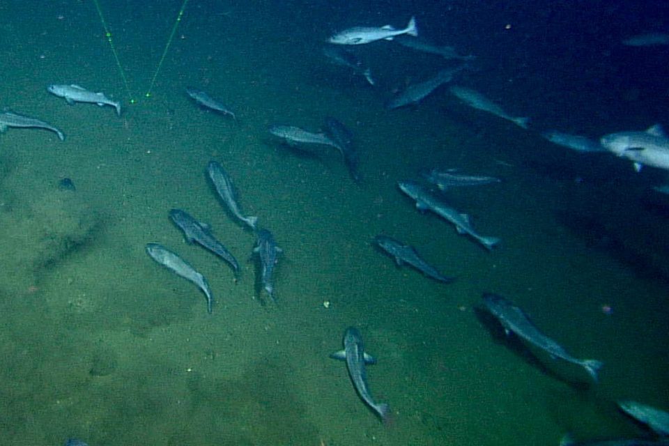 Sablefish