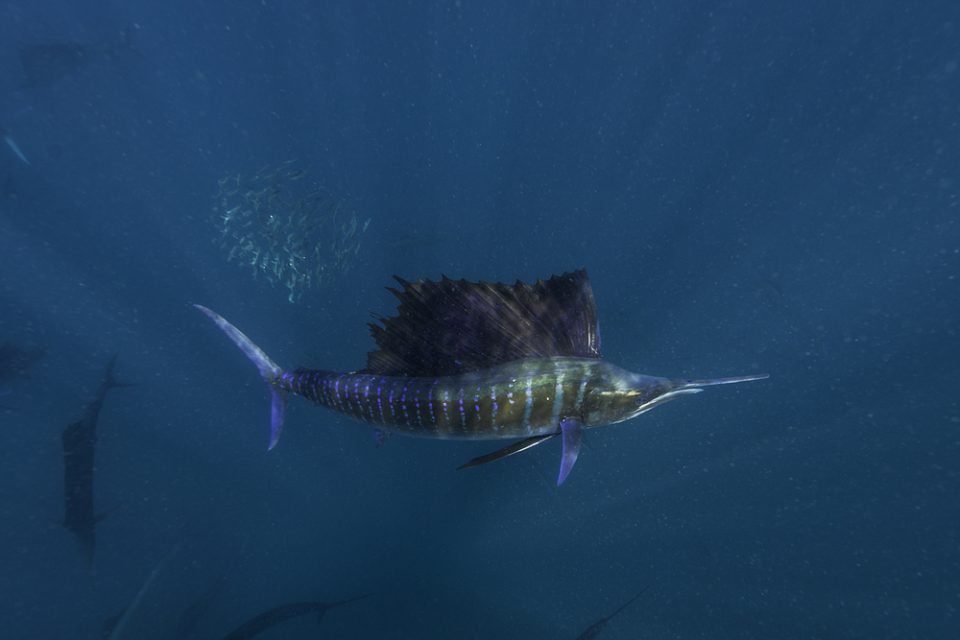 Sailfish larva