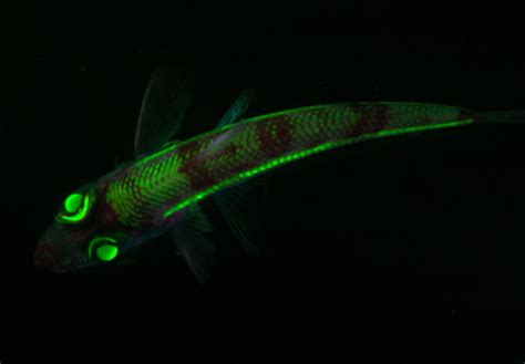 A deep-sea fish called green eye