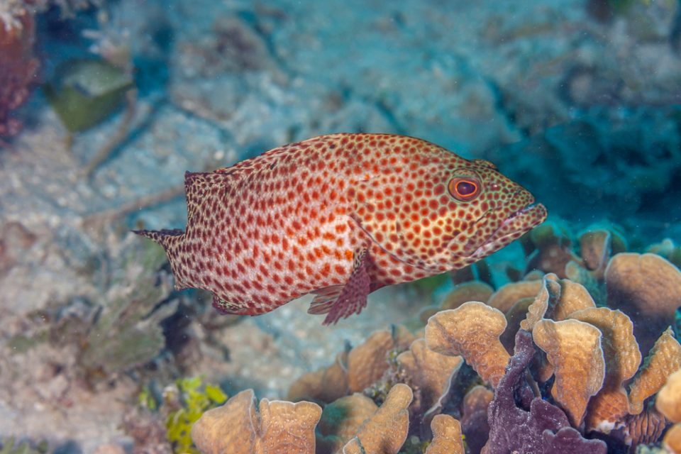 Coney grouper exhibiting different color variations