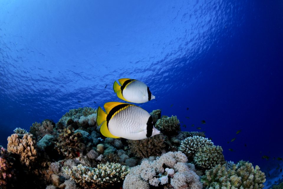 Different markings in species of butterfly fish