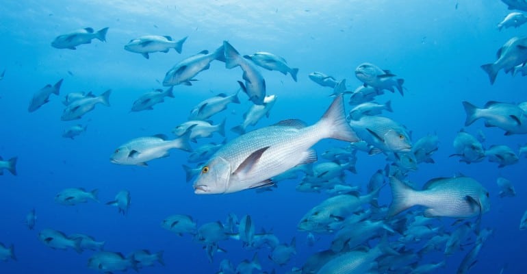 School of vermilion snapper
