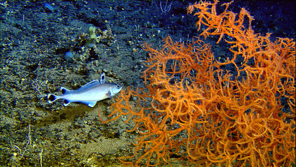 Coral hake swimming among Lophelia coral