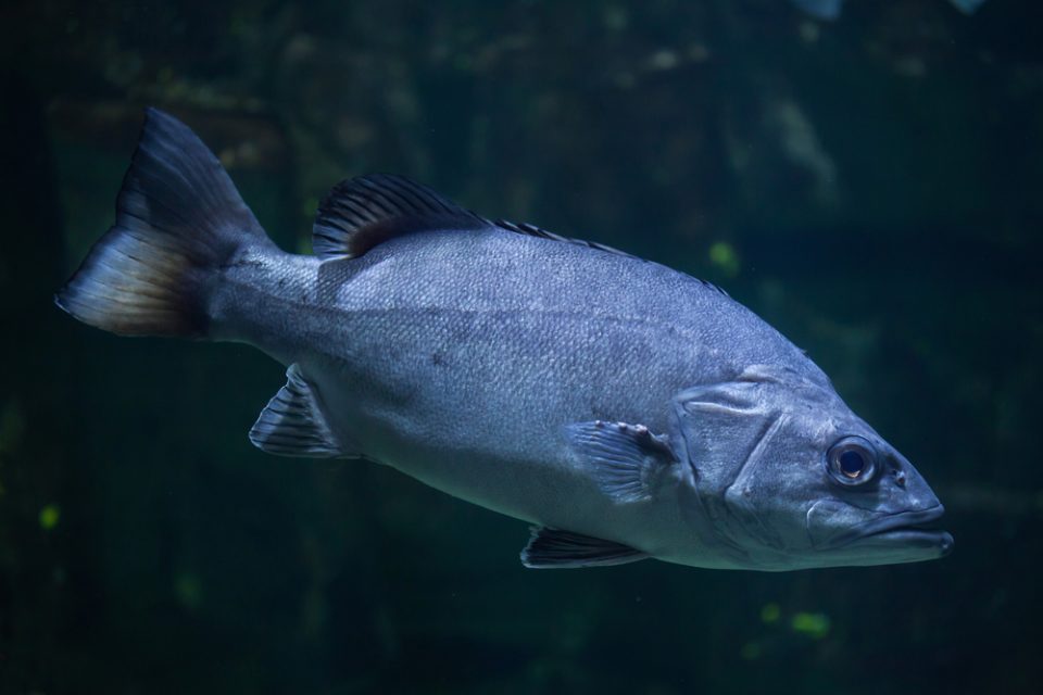 Wreckfish