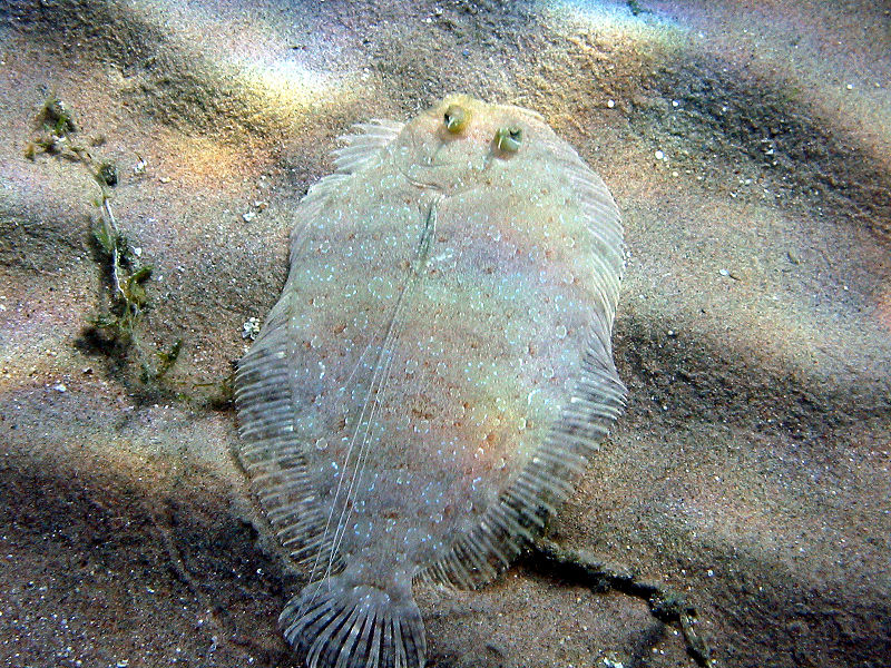 Three-eyed flounder