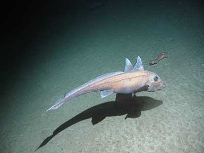 A deep sea Roundnose Grenadier