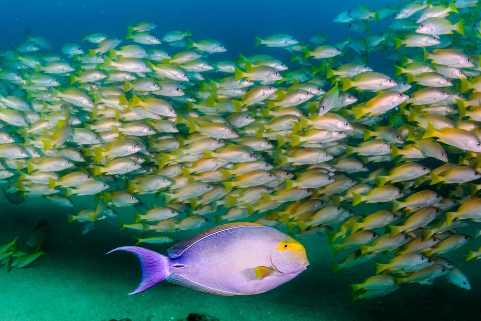 School of yellowfin bass