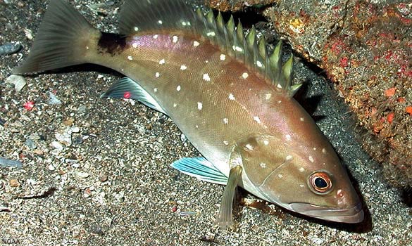 Snowy grouper
