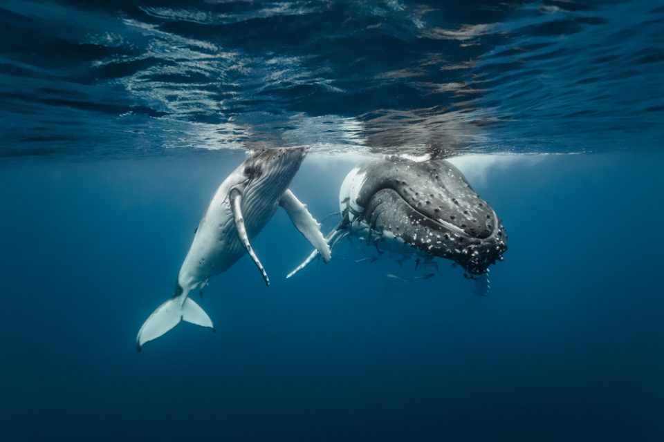 Humpback Whales