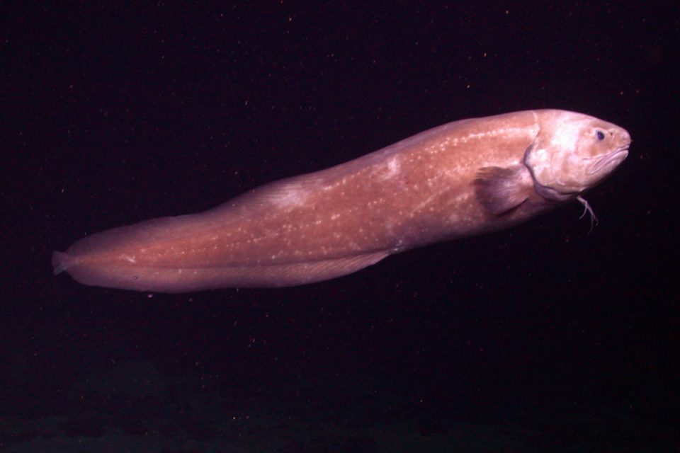 A cusk eel finding shelter under coral