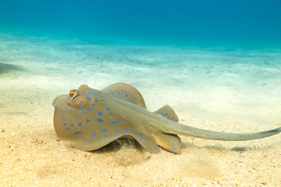A deep sea ray and sea whip coral as observed from Alvin