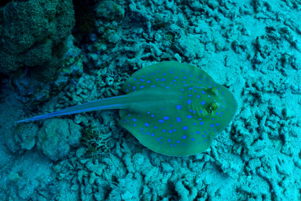 A deep-dwelling skate slowly swims by Alvin