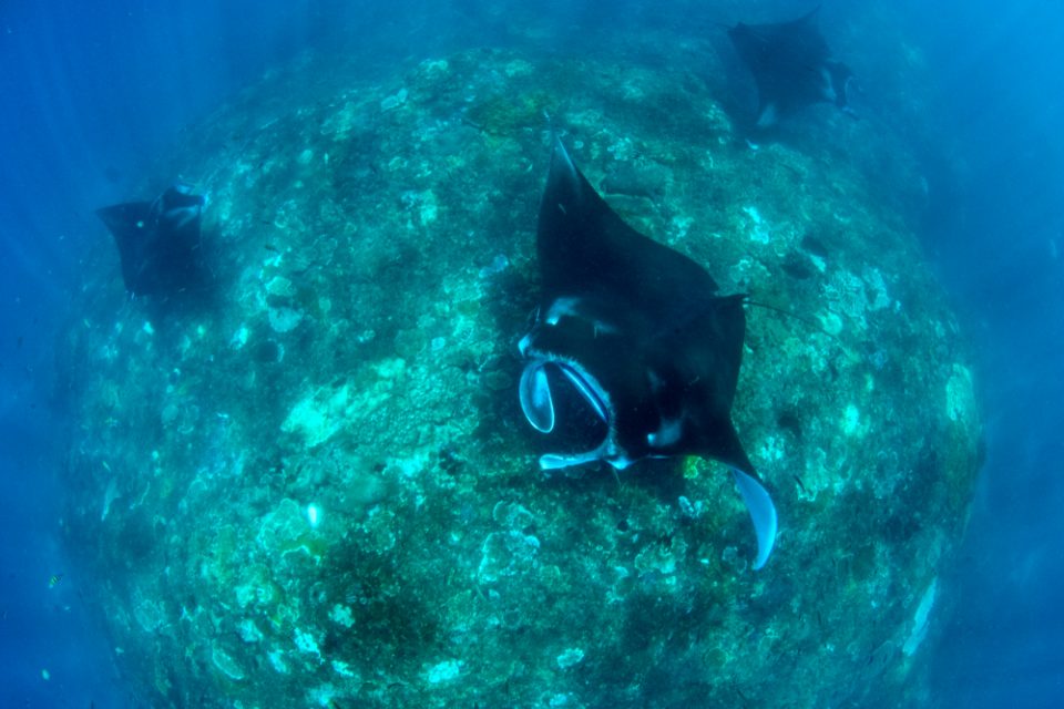 An Unidentified skate or ray