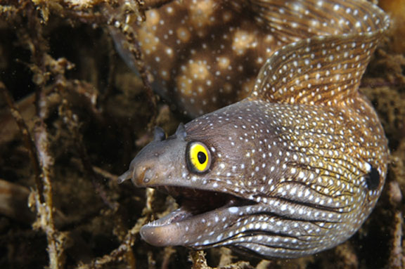 Lebensspuren and eel pout