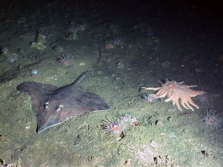 Blackskate, a grenadier, sponges and anemones