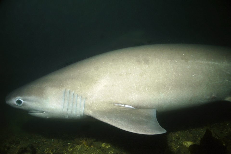 Six-gill shark