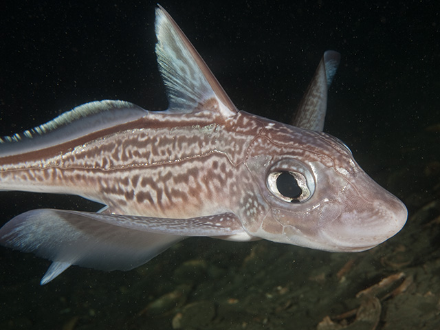 Chimaera