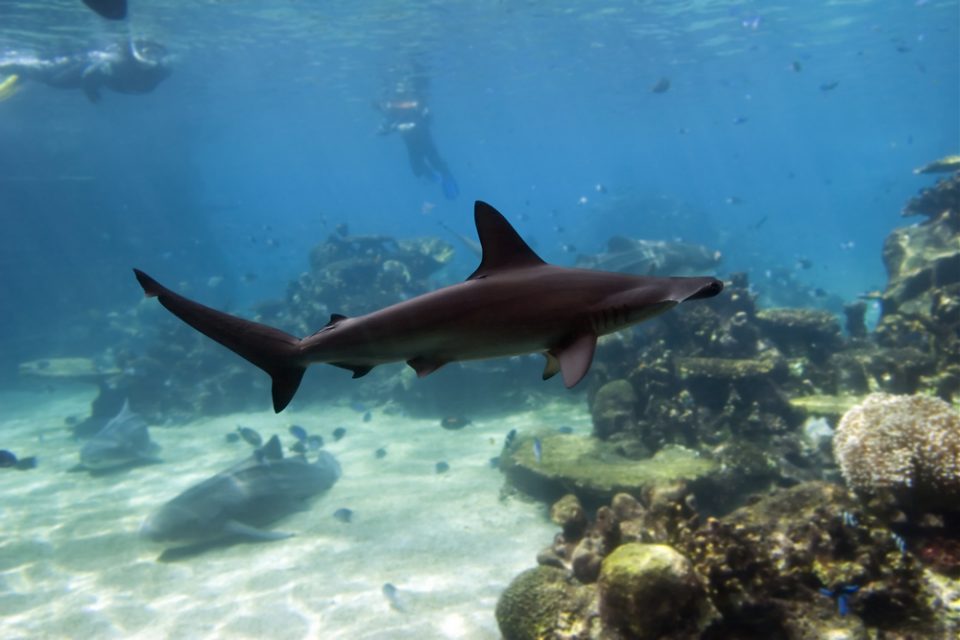 Spongehead catshark