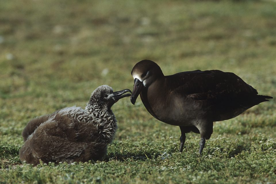 Black-footed Albatross