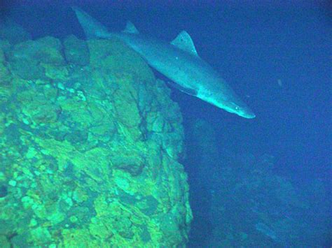 Shark at the Kasuga-2 hydrothermal system