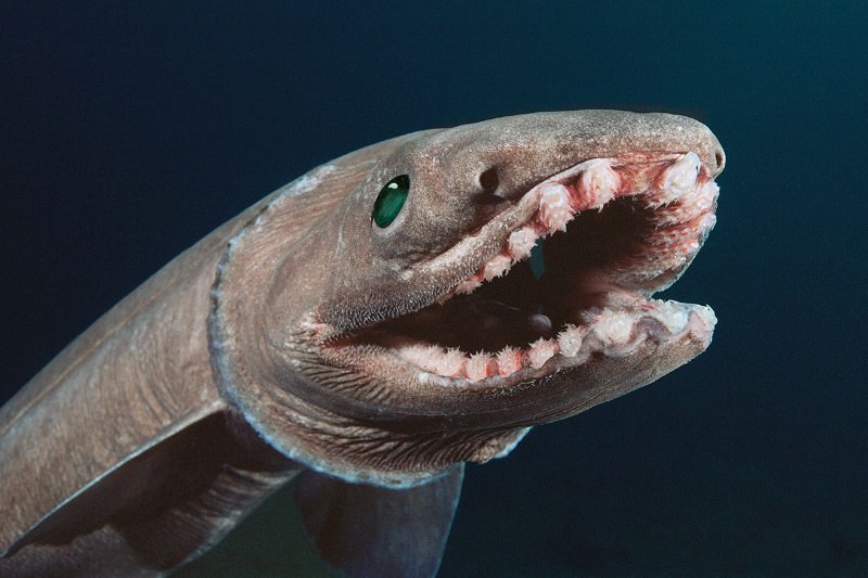 A Frilled shark