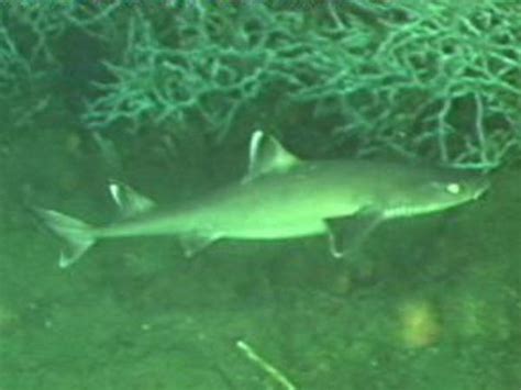 Small shark and Lophelia bushes