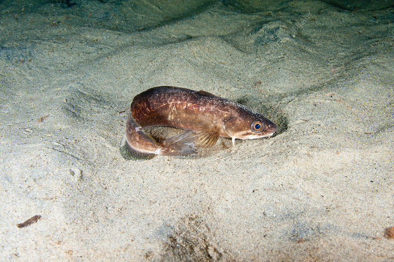 Hake Fish