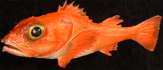 Shortspine thornyhead rockfish