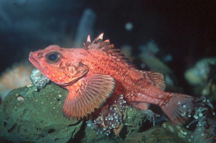 Longspine thornyhead rockfish