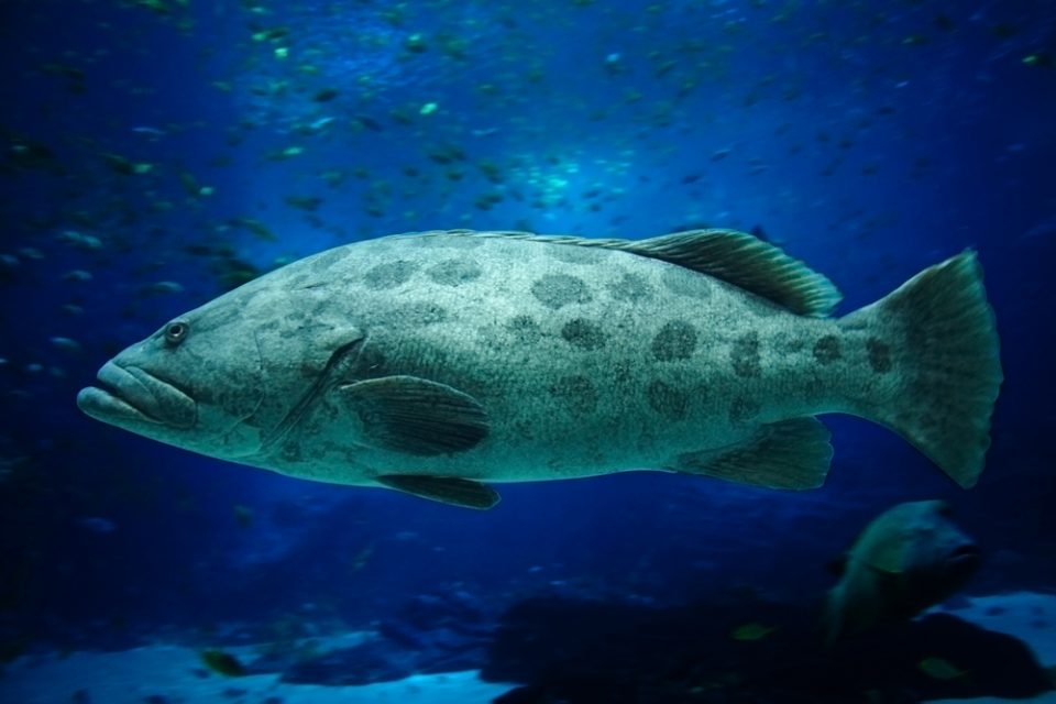 Gag grouper