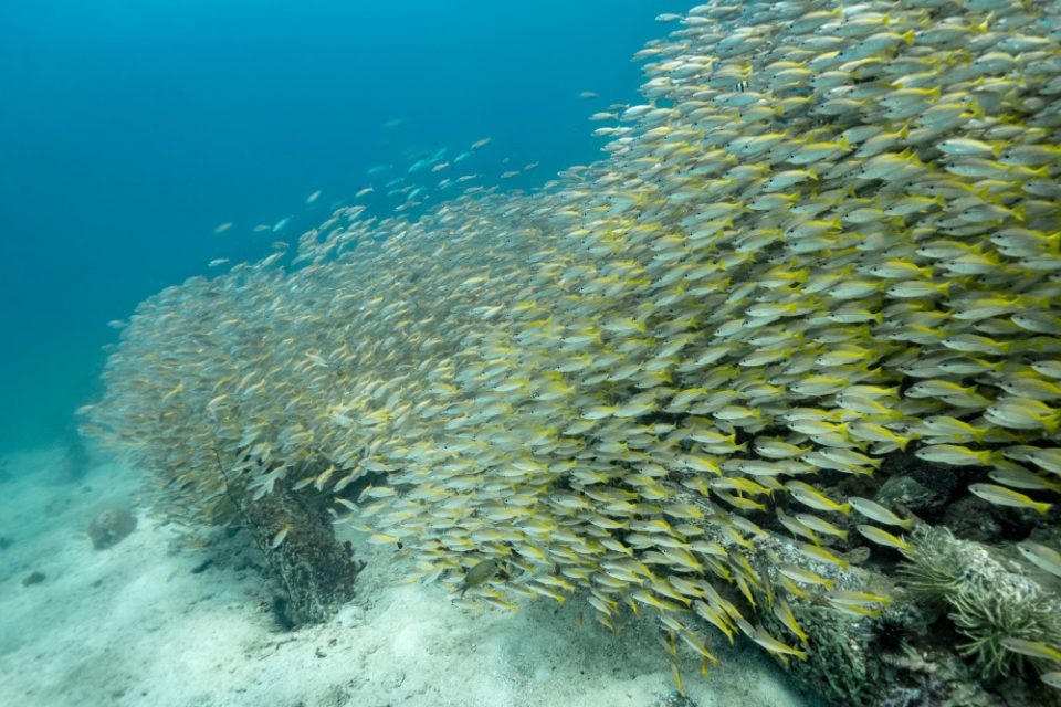 School of yellowtail rockfish