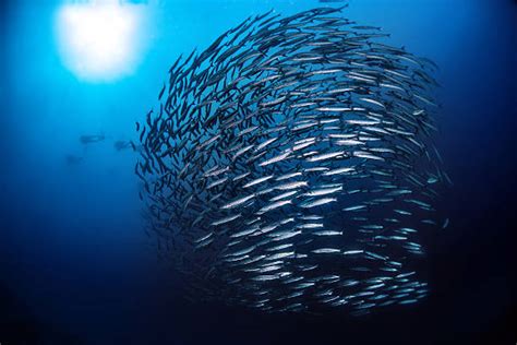 Lantern fish (myctophiids)
