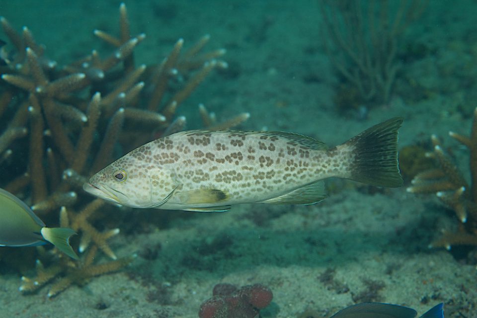 Scamp groupers