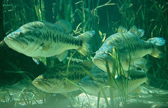 Streamer bass