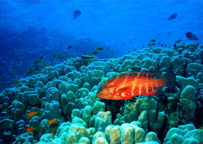 Gag grouper oculina coral