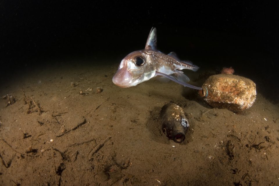 Ratfish