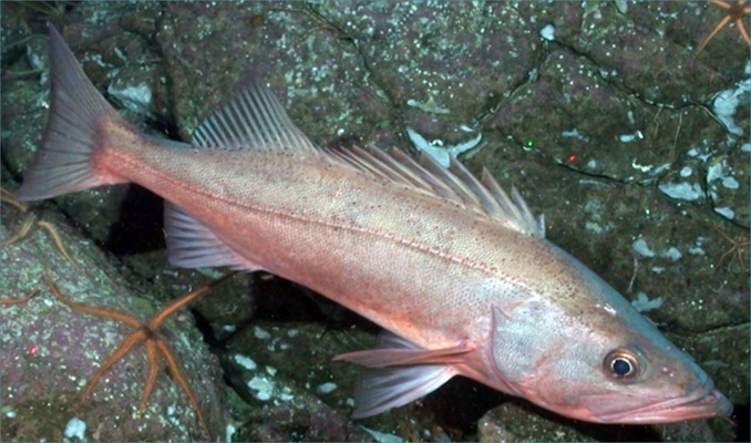 Bocaccio rockfish