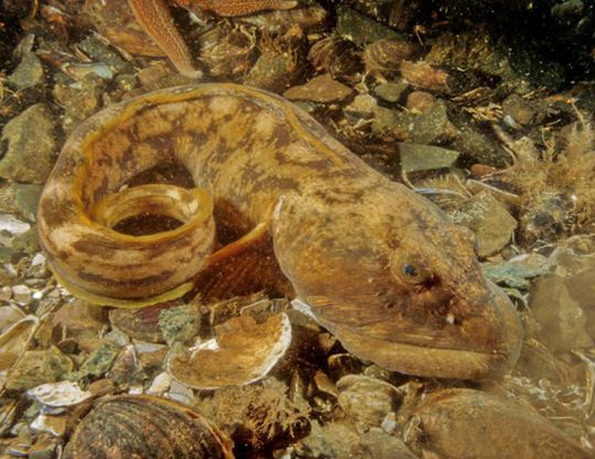 Wolf eelpout