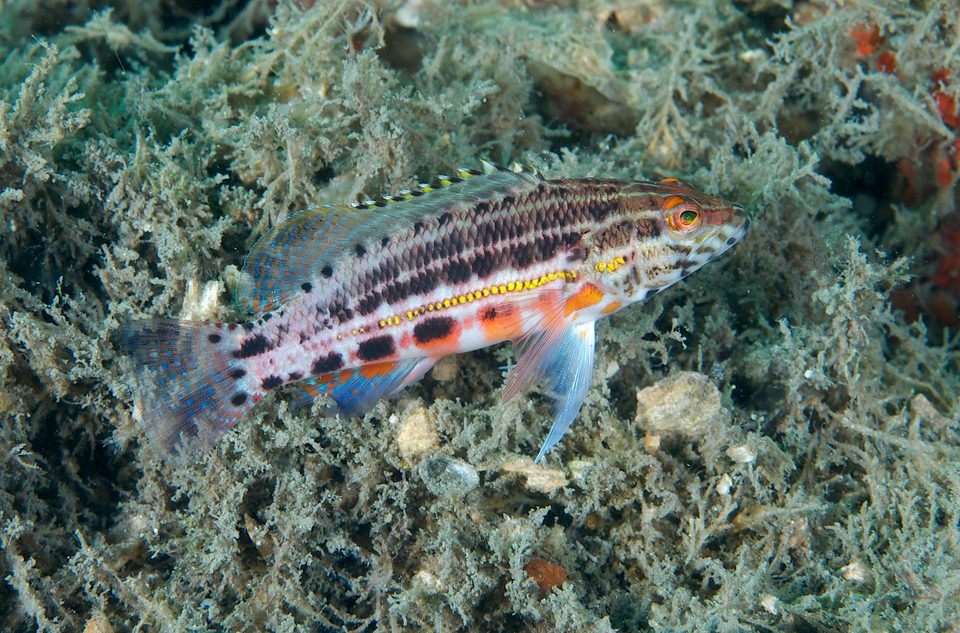 Lantern fish (myctophiids)