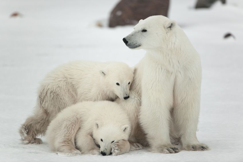 Mother polar bear and cubs