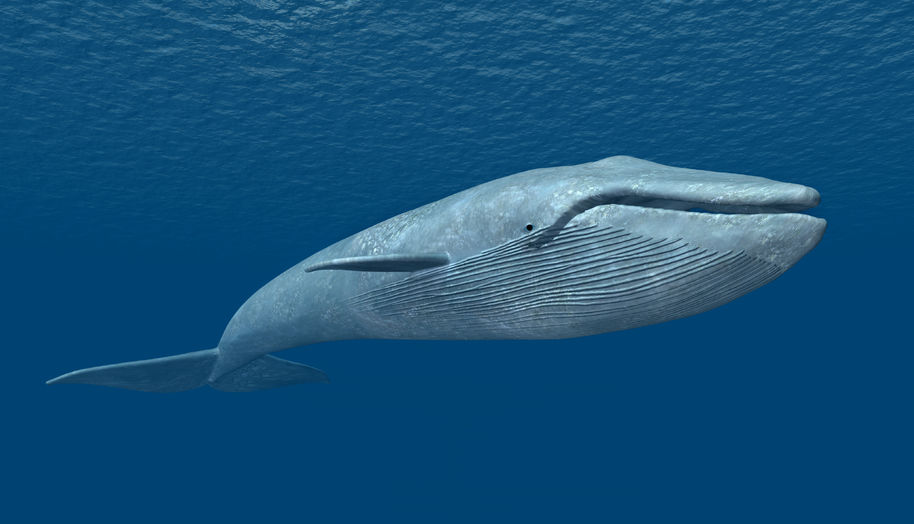 Whales sighted off  San Miguel