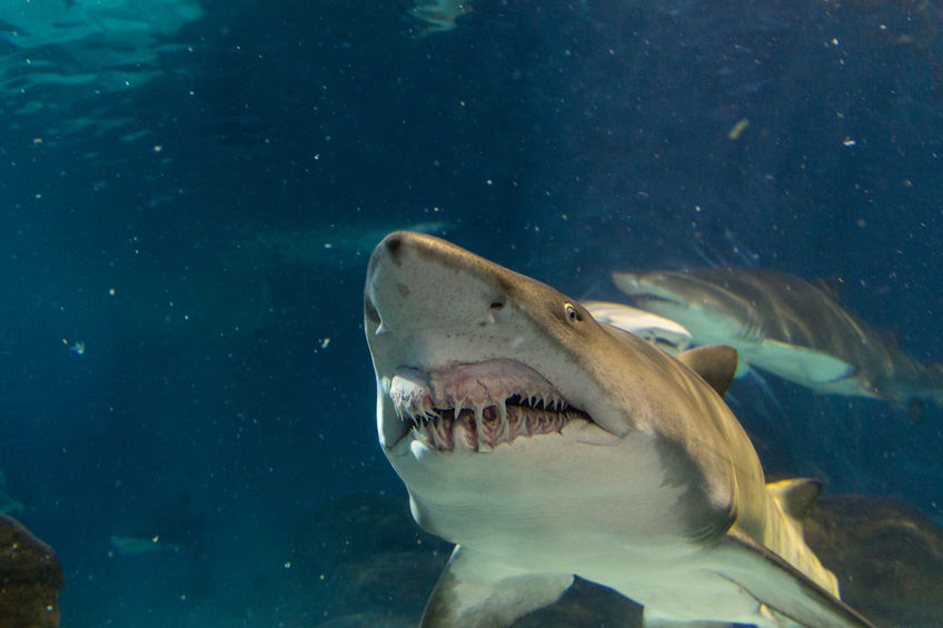 A smalltooth sand tiger shark